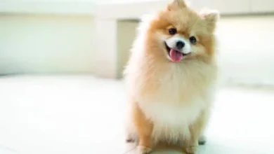 Why Pomeranians Dogs Are The Worst