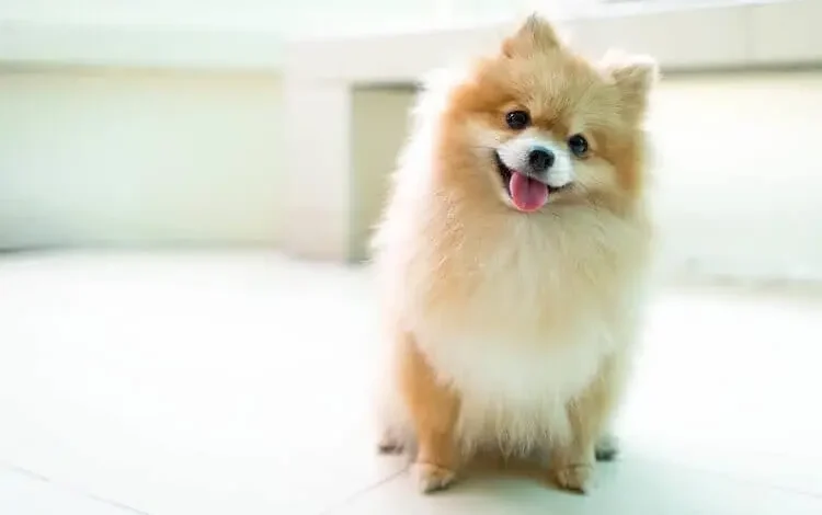 Why Pomeranians Dogs Are The Worst