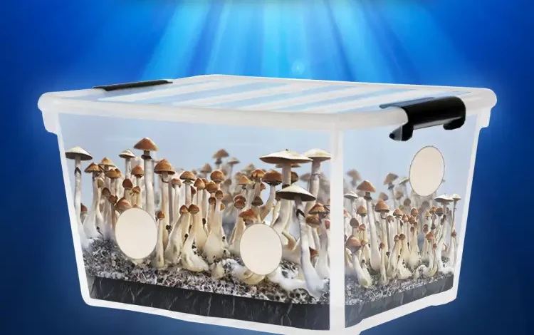 How to Make the Best Monotub Tek Fruiting Chamber