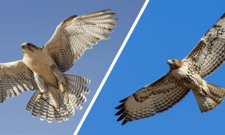 falcon vs hawk flying