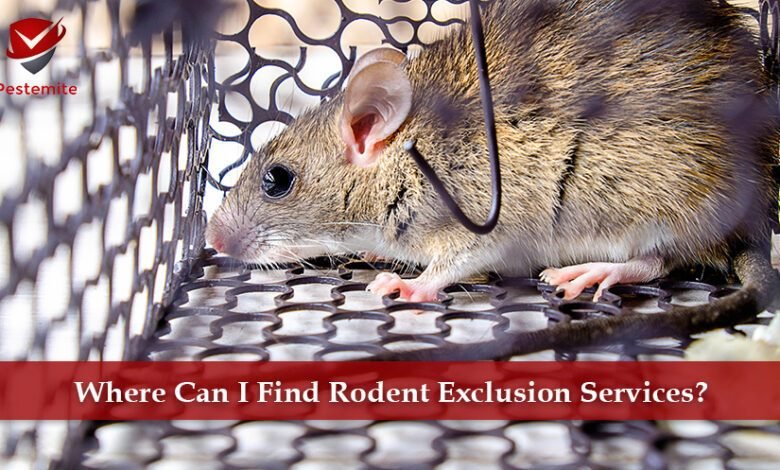 rodent services