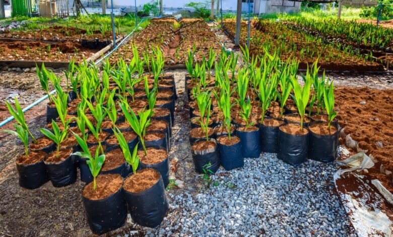Unlock the Potential of Coco Peat and Coir for Plants with PlantBest